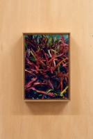 http://www.nabuzardan.com/files/gimgs/th-24__0004917 1 2.jpg